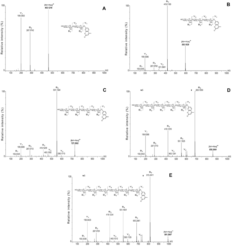 CID MS/MS spectra of monosodiated adducts of MU xylooligosaccharides. A. MUX2; B. MUX3; C. MUX4; D. MUX5; E. MUX6. Calculated m/z values of the monosodiated MU xylooligosaccharide adducts (bold italics) were used as reference values to recalibrate all spectra.