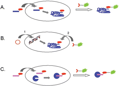 Three different strategies for the labeling of biomolecules in living cells: A) introduction of a chemically modified metabolic precursor, then addressing the modification; B) creation of fusion proteins with a bioorthogonal attachment site, followed by ligation in vivo; C)
					in vivo tagging of enzymes with activity-based probes, then ligation with a reporter molecule.
