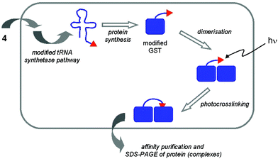 Introduction of a photocrosslinker amino acid (4) specifically into GST of E. coli, followed by irradiation with UV light leads to crosslinked GST molecules, thereby confirming that GST exists as dimers in vivo.