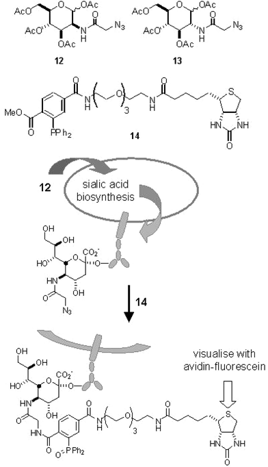 The structures of azide-modified carbohydrates and the use of modified ManNAc 12 in cell surface labeling.