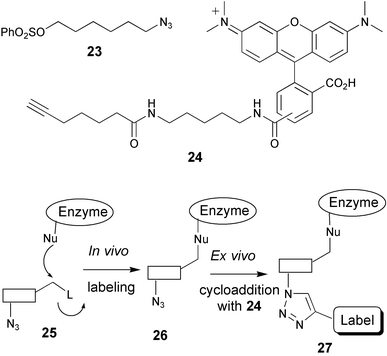 Two-step activity-based enzyme profiling using Huisgen-type cyclisation.