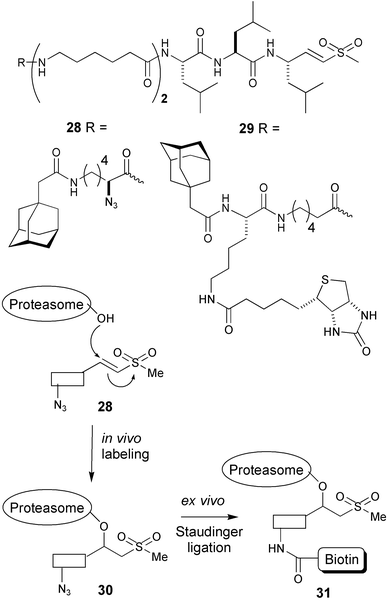 Two-step labeling of active proteasomes using Staudinger–Bertozzi ligation.