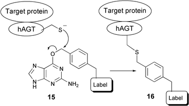 The labeling of hAGT-fusion proteins using benzylguanine derivatives.