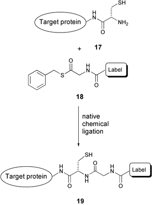 The reaction of N-terminal cysteine engineered proteins with thioester-derivatised labels.