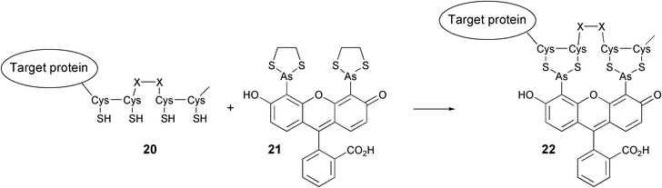 The reaction of a fusion protein containing a tetracysteine motif with the FlAsH reagent (21).