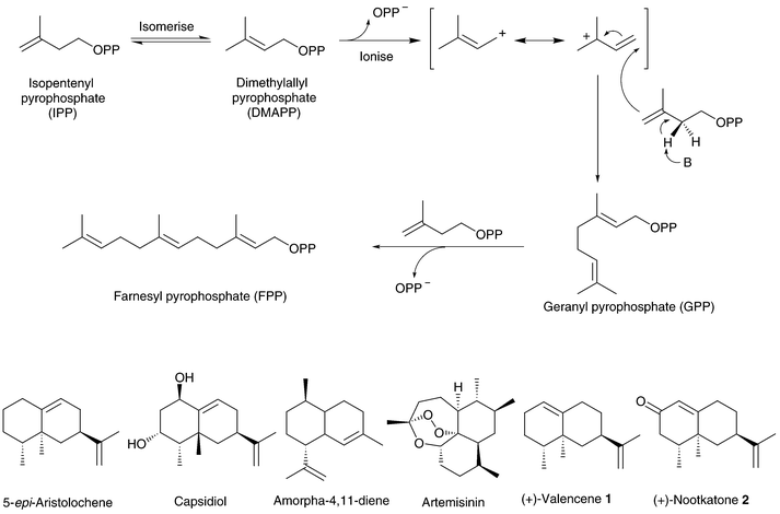 The biosynthesis pathway of geranyl (GPP) and farnesyl pyrophosphate (FPP) via the coupling of isoprene units. The structures of (+)-valencene 1, (+)-nootkatone 2, and related examples of sesquiterpenoid compounds are shown.