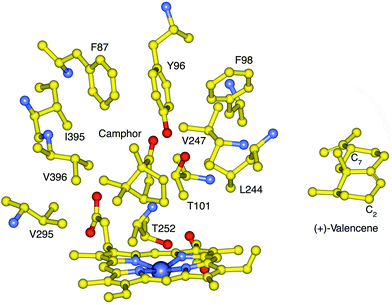 The active site structure of P450cam with bound camphor showing the side chains that contact the natural substrate, and the location of T252 which is required for oxygen binding and O–O bond cleavage. The F87, Y96 and V247 side chains are located high in the active site while L244 is closer to the heme. The structure of (+)-valencene 1 is shown in an orientation whereby the C7 isopropenyl group would be in the vicinity of the 87 side-chain if C2 is placed close to the heme, to account for the high regioselectivity of P450cam mutants for C2 oxidation.