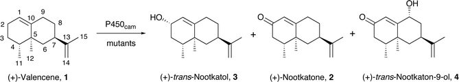 The main products from the oxidation of (+)-valencene by P450cam mutants.