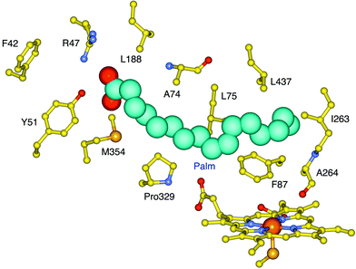 The active site structure of P450BM-3 with palmitoleic acid (Palm) bound. The residues that line the substrate access channel are also shown. The residues R47, Y51, F87 and I263 were targeted for mutagenesis.