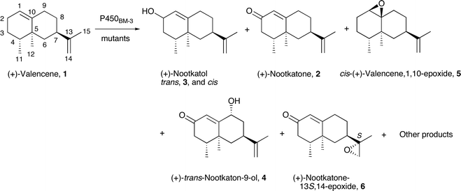 The characterised products from the oxidation of (+)-valencene by wild type and mutants of P450BM-3. Numerous other products were also formed.