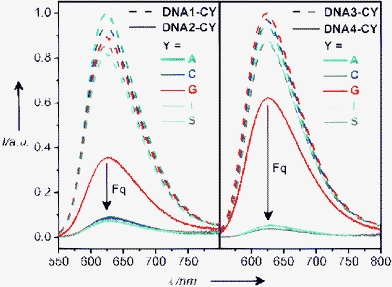 Fluorescence spectra of DNA1-CY/DNA2-CY
					(left) and DNA3-AY/DNA4-CY
					(right)
					(12.5 µM), Na–Pi-buffer (10 mM), pH = 7, 25 °C, excitation at 530 nm.