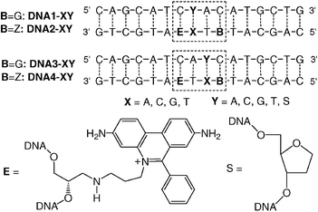 DNA duplex arrays DNA1-XY-DNA4-XY.