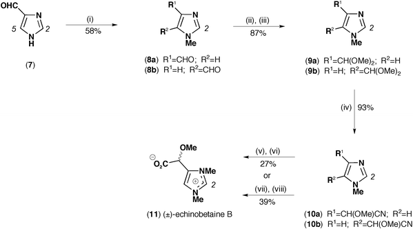 Synthesis of (±)-echinobetaine B (11). Reagents and conditions: (i) NaH, MeI, DMF, N2, 0 °C to RT, 3.5 h; (ii) 10% HCl(aq), RT; (iii) p-TsOH, MeOH, N2, 64 °C, 12 h; (iv) TMSCN, SnCl2, CH3CN, N2, RT, 96 h; (v) MeI, acetone, N2, 56 °C, 15 h; (vi) 10 M HCl(aq), 100 °C, 36 h; (vii) 10 M HCl(aq), 100 °C, 15 h; (viii) MeI, DMF, N2, 70 °C, 14 h.