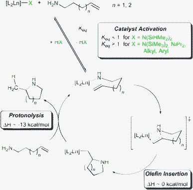 Simplified mechanism for rare earth metal catalysed hydroamination/cyclisation.