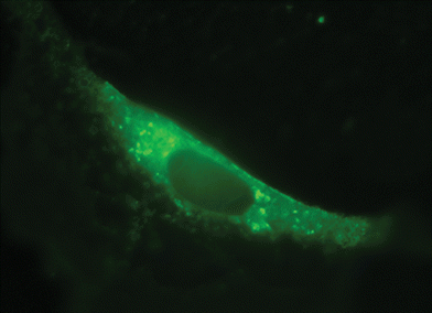 Fluorescence microscope image showing a live NIH/3T3 cell stained with [Tb.2]3+ (0.3 mM in growth medium), 4 h post-incubation.