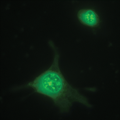 Fluorescence microscope image revealing the localisation of [Tb.2]3+ (1 mM in medium, 24 h post-incubation) in the cell nucleus and defining the nuclear cell membrane.