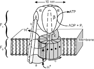 ATP synthase incorporated in a membrane.