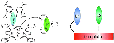 Schematic presentation of the formation of a chelating bidentate ligand formed by assembly of a pyridyl appended phosphine ligand.