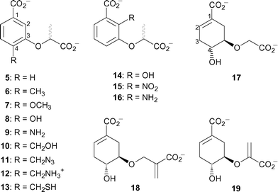 Chorismate and isochorismate analogues tested as inhibitors of Irp9.
