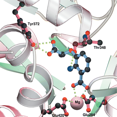 Model of the active site of Y. enterocolitica Irp9 showing possible interactions with inhibitor 16.