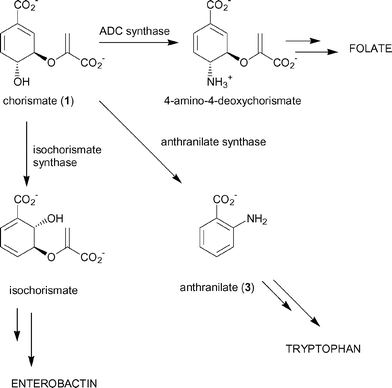 Chorismate-utilising enzymes.