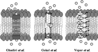Presumed channel conformations for (left) peptide nanotubes, (center) hydraphiles, and (right) multi-crown peptide.