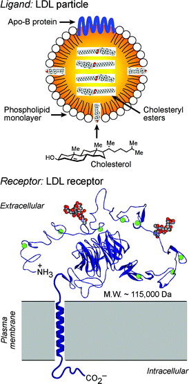Structural depictions of the LDL particle (top) and its cell surface receptor (bottom). The extracellular domain of the LDL receptor (shown as the X-ray structure, PDB: 1N7D) binds the Apo-B protein of LDL to initiate receptor-mediated endocytosis of this ligand.