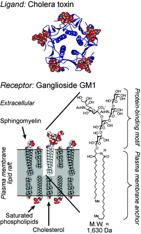 Structures of the opportunistic ligand cholera toxin (top) and its small cell surface receptor ganglioside GM1 in a model lipid raft (bottom). The X-ray structure of the cholera toxin B-subunit is shown bound to GM1 oligosaccarides (PDB: 3CHB).