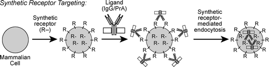 The synthetic receptor targeting approach for enhancing the cellular uptake of impermeable ligands. Living mammalian cells are treated with synthetic mimics of cell surface receptors (R). These receptors become incorporated in cellular plasma membranes, enabling the cellular uptake of cognate ligands such as macromolecular antibodies (IgG) bound to bacterial protein A (PrA) by synthetic receptor-mediated endocytosis. The receptors in the center of the cell represent the population in intracellular endosomes in dynamic exchange with receptors on the cell surface.