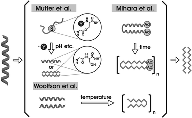 Several approaches for studying α-helix →
					β-strand switches.