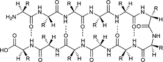 Schematic view of a β-hairpin peptide.