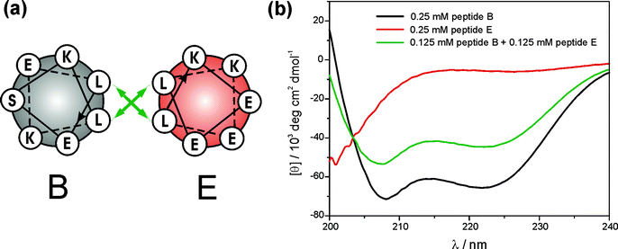 (a) Helical wheel diagram of peptides B and E. (b) CD spectra of peptide B, peptide E and a mixture of both measured in a 10 mM Tris-HCl buffer at pH 7.4 and 250 µM peptide concentration.