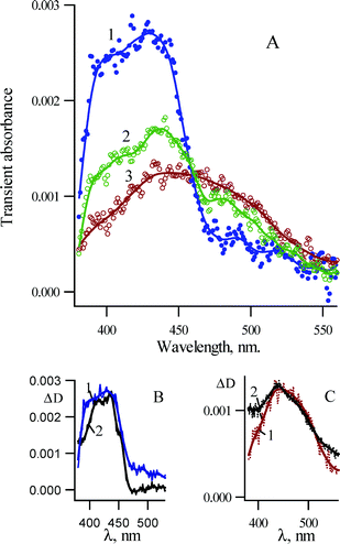 (A) Transient absorption spectra recorded in pump–probe experiments (265 nm, 220 fs) upon photolysis of 3,5-dichloro-2-azido-biphenyl 1b in cyclohexane at ambient temperature (1) 40 ps, (2) 300 ps and (3) 630 ps after excitation. (B) Spectrum 1 is the same as in A1; (2) is the spectrum of singlet 3,5-dichloro-2-biphenylnitrene (3Sb) in MCH at 77 K detected by nanosecond LFP. (C) Spectrum 1 is the same as A3; spectrum 2 was detected over a window of 10 ns following LFP (266 nm, 5 ns) of 3,5-dichloro-2-azido biphenyl 1b in pentane at ambient temperature about 15 ns after the laser pulse.