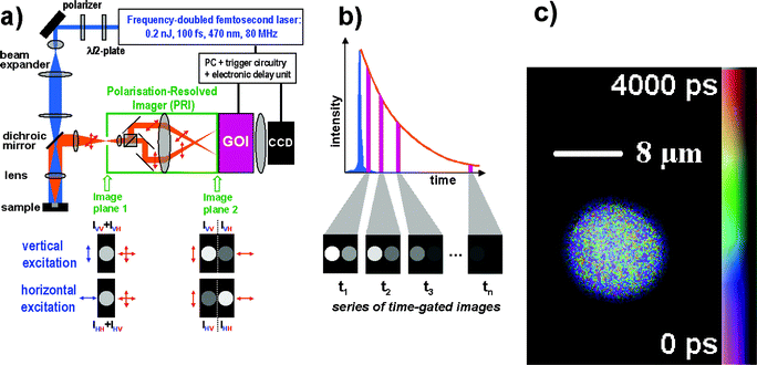 (a) Experimental set-up of the wide-field TR-FAIM instrument (polarization-resolved time-gated FLIM). The Polarization-Resolved Imager (PRI) contains a polarizing beamsplitter and adjustable mirrors. Using a C-mount adapter, the PRI is mounted onto the gated optical image intensifier (GOI), the output phosphor screen of which is imaged with a CCD camera. The PRI splits a single image in image plane 1 into two spatially identical images differing only by their polarization (image plane 2), which are thus recorded simultaneously. (b) A series of such polarization-resolved fluorescence intensity image pairs are acquired at various delays after the excitation pulse to sample their fluorescence decay profiles. (c) A rotational correlation time image of a B cell stained with the fluorescein derivative CFSE staining the cytoplasm. The rotational correlation time reports on the viscosity of the cytoplasm. Its average value is 4.50 ± 0.87 ns at 20 °C, which corresponds to an average cytoplasmic viscosity of 14 cp. The image was obtained on a wide-field time-gated FLIM microscope with a ×63 water immersion objective.54