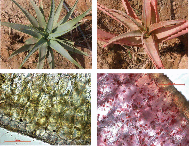 The appearance of intact (left) and stressed (right)
					Aloe arborescens plants and their leaf cross-sections (lower plates).