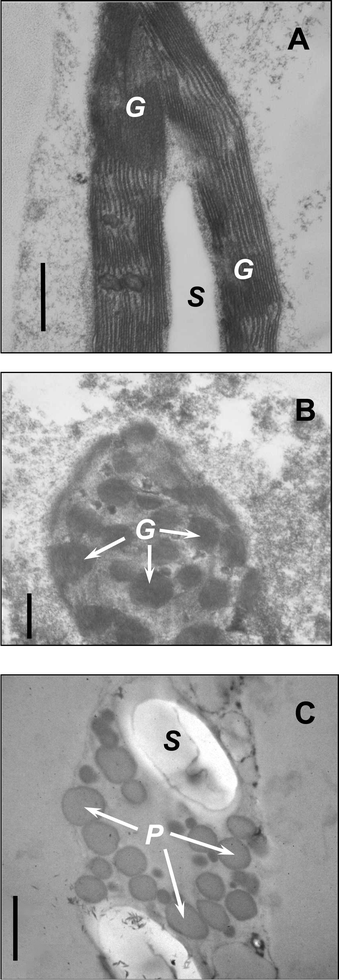 Ultrastructure of plastids of green (A), reddish-green (B), and red (C) leaves of A. arborescens. G—granae, S—starch grain, P—plastoglobuli. Bar = 0.5 µm. A, B—fixation with glutaraldehyde and KMnO4, C—fixation with glutaraldehyde and OsO4.