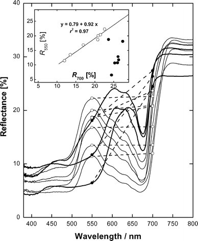 Representative reflection spectra of whole aloe leaves. Reflectances at 500 and 700 nm are shown as symbols and connected by dashed lines to show difference between them. Insert: Relationship between reflectances at 500 and 700 nm for visually green (open symbols) and reddish to red (closed symbols) leaves.