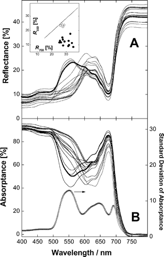 Reflection (A) and absorption (B) spectra of aloe adaxial chlorenchyma tissues. Panel A, insert: Relationship between reflectances at 550 and 700 nm for visually green (open symbols) and reddish to red (closed symbols) leaves. A line represents a linear fit for R550vs.R700 for whole green leaves (see Fig. 4, insert). Panel B. The lower curve is the trace of the standard deviation of absorptance (right scale) for all samples. The spectra of green and red specimens with close chlorophyll absorption near 678 nm shown as symbols were used for comparison and further analysis in Fig. 6.