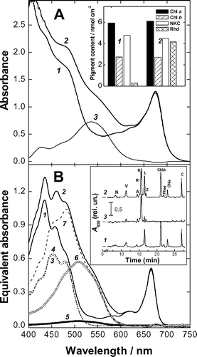 Absorption spectra and pigment analysis of green and red aloe adaxial chlorenchyma (AC) tissues (see also Fig. 5). Panel A. Absorbance spectra of AC from green (1) and red (2) leaves; (3) difference spectrum ‘red − green’. Insert: AC chlorophyll, non-ketocarotenoid (NKC) and rhodoxanthin (Rhd) content. Panel B. Absorbance spectra of pigments from green (1, 3 and 5) and red (2, 4, 6 and 7) AC (see panel A). 1 and 2 are the spectra of total extracts; spectra 3–7 are results of spectral reconstruction analysis for NKC (3 and 4) and Rhd (5 and 6); 7–spectrum of total carotenoids (NKC + Rhd) from the red AC. Insert: HPLC of aloe pigments form green (1) and red (2) AC. Chromatograms are normalised to the magnitude of chlorophyll b peak. 3–difference between chromatograms 2 and 1. N—neoxanthin, V—violaxanthin, A—antheraxanthin, R′—rhodoxanthin derivative, R—rhodoxanthin, L—lutein, Z—zeaxanthin, Phea—phaeophytin a, and C—β-carotene.