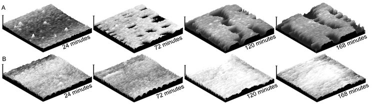 Solution-state tapping-mode AFM images of (A) a mixture of SCK-A16 with SCK-T16, and (B) SCK-A16. Images were collected in 5 mM MgCl2(aq.) solution. The horizontal axes of the images are 2 µm and the vertical scale bars are 60 nm.