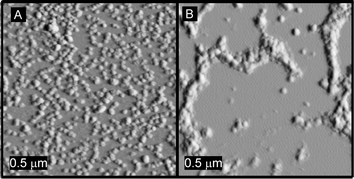 Tapping-mode AFM images of (A) SCK-A4 only and (B) a mixture of SCK-A4 and SCK-T4 deposited from aqueous solution (3 µL, 0.2 mg mL−1), upon freshly cleaved mica and allowed to dry under ambient conditions, demonstrating aggregation events due to the complementary PNAs of the particle mixture.