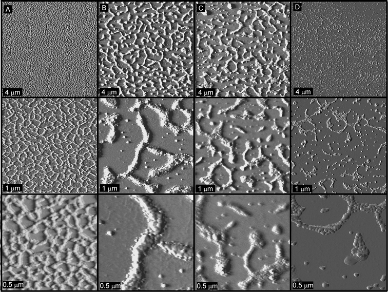 Tapping-mode AFM images of mixtures of particles SCK-A4 and SCK-T4 deposited from solutions having concentrations of (A) 0.50 mg mL−1, (B) 0.25 mg mL−1, (C) 0.13 mg mL−1 and (D) 0.05 mg mL−1.