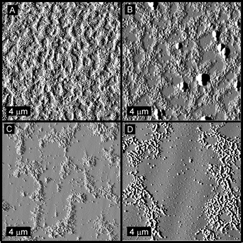 Tapping-mode AFM images of mixtures of particles SCK-A16 and SCK-T16 deposited from solutions having concentrations of (A) 0.50 mg mL−1, (B) 0.25 mg mL−1, (C) 0.13 mg mL−1 and (D) 0.05 mg mL−1.