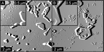 Tapping-mode AFM images of (A) SCK-T4 and (B) a mixture of SCK-A4 and SCK-T4 deposited from 100 mM NaCl (0.02 mg mL−1).