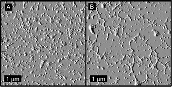 Tapping-mode AFM images of (A) four-fold molar excess of SCK-A4 mixed with SCK-T16, giving equimolar PNAs, and (B) equimolar SCK-A16 mixed with SCK-T4, giving a four-fold molar excess of A-rich PNA.