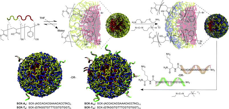 Illustration for the production of PNA conjugated SCK nanoparticles. Beginning from a diblock copolymer of polystyrene(D8)-b-poly(acrylic acid), micellization is induced by the addition of water, followed by capture of the nanostructure by crosslinking within the shell layer. Lysine derivatized PNAs are then conjugated to the particle through a carbodiimide coupling reaction with acrylic acids within the shell, with the number of PNAs being on average 4 or 16 per SCK, based upon the stoichiometries used during coupling and confirmed spectroscopically.