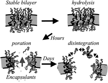 Mechanism proposed for membrane poration due to hydrolysis of polyester in PEG-b-polyester vesicles.54 Polyester chains are shown in light grey.