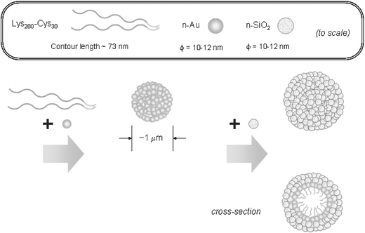 Schematic suggested for the hierarchical self-assembly of gold and silica nanoparticles into hollow spheres with a two-layer shell structure, using poly(l-lysine)-b-poly(l-cysteine) block copolymers.59