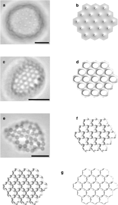 Optical micrographs for compound vesicles formed by PB-b-PEO diblocks in aqueous solution (a, c, e) and calculated membrane surfaces (b, d, f, g).7 The scale bar represents 10 µm. The polymersomes contain (a) small passages, (b) large passages, (e) budded vertices.