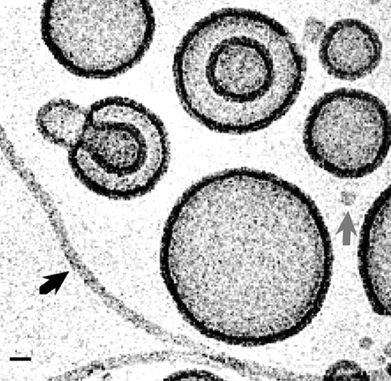 Cryo-TEM image of PEO-b-PEE diblock copolymer vesicles in water.3 The scale bar indicates 20 nm.